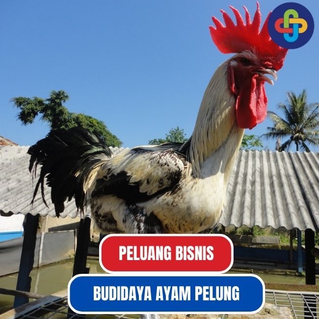  Menggali Prospek Bisnis Budidaya Ayam Pelung: Potensi dan Manfaatnya