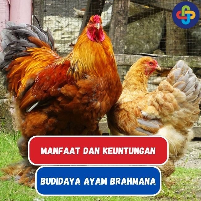 Manfaat Budidaya Ayam Brahmana: Keuntungan dan Potensi Bisnis