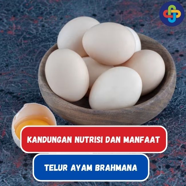  Intip Kandungan Nutrisi dan Manfaat Kesehatan Telur Ayam Brahmana