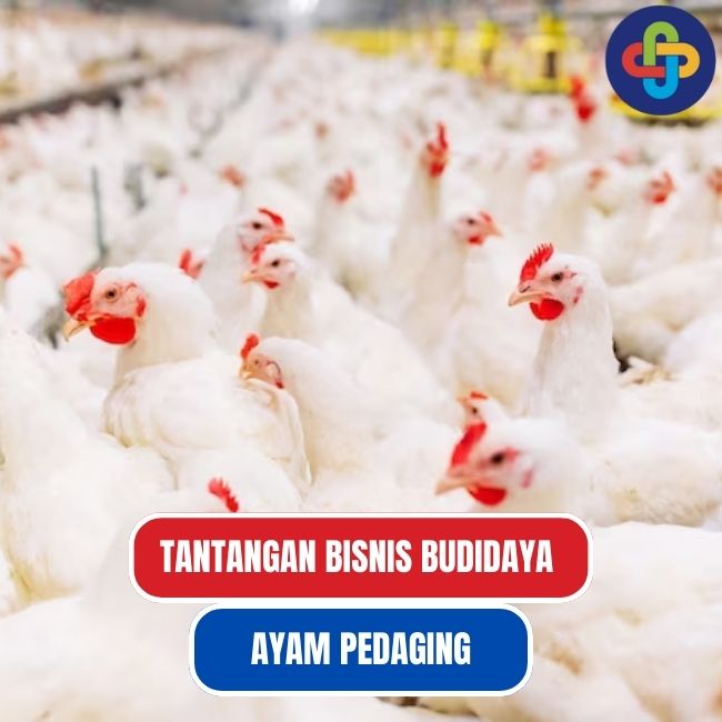 7 Tantangan Bisnis Mengembangkan Bisnis Budidaya Ayam Pedaging