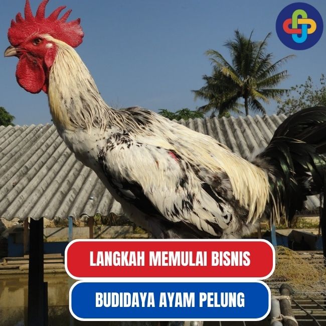  Langkah-Langkah Memulai Bisnis Budidaya Ayam Pelung