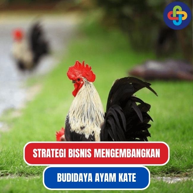  Strategi Jitu untuk Menerangkan Bisnis Budidaya Ayam Kate